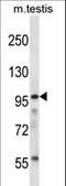 SURP And G-Patch Domain Containing 2 antibody, LS-C169022, Lifespan Biosciences, Western Blot image 