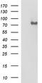 L1CAM antibody, TA590414, Origene, Western Blot image 