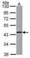 Protein Serine Kinase H1 antibody, PA5-28688, Invitrogen Antibodies, Western Blot image 