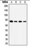 Heat Shock Protein Family A (Hsp70) Member 5 antibody, orb375919, Biorbyt, Western Blot image 
