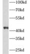 Zonulin antibody, FNab03755, FineTest, Western Blot image 