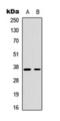 Cyclin-H antibody, orb393234, Biorbyt, Western Blot image 