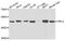Ribosomal Protein L4 antibody, MBS9128467, MyBioSource, Western Blot image 