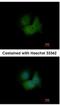 F-Box And Leucine Rich Repeat Protein 16 antibody, NBP2-16438, Novus Biologicals, Immunocytochemistry image 