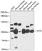 Alpha-aminoadipic semialdehyde synthase, mitochondrial antibody, 14-671, ProSci, Western Blot image 