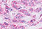 Free fatty acid receptor 3 antibody, MBS247730, MyBioSource, Immunohistochemistry frozen image 