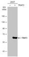 TNF Receptor Associated Factor 3 antibody, GTX109379, GeneTex, Western Blot image 