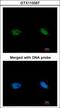 BRCA2 And CDKN1A Interacting Protein antibody, GTX113357, GeneTex, Immunofluorescence image 