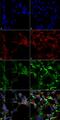 Dityrosine antibody, MA5-27566, Invitrogen Antibodies, Immunofluorescence image 