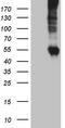 Solute carrier family 22 member 17 antibody, CF810195, Origene, Western Blot image 
