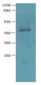 ELAV Like RNA Binding Protein 1 antibody, A58914-100, Epigentek, Western Blot image 