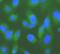 Small Ubiquitin Like Modifier 1 antibody, FNab10242, FineTest, Immunofluorescence image 