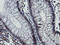 Mitochondrial Intermediate Peptidase antibody, LS-C175210, Lifespan Biosciences, Immunohistochemistry frozen image 
