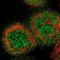 Complement C1s antibody, NBP1-86439, Novus Biologicals, Immunocytochemistry image 