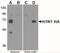 Seasonal H1N1 Hemagglutinin antibody, NBP2-41106, Novus Biologicals, Western Blot image 