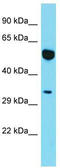 Myosin-XIX antibody, TA331724, Origene, Western Blot image 