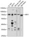 Nuclear Respiratory Factor 1 antibody, GTX33367, GeneTex, Western Blot image 