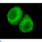 Bifunctional arginine demethylase and lysyl-hydroxylase JMJD6 antibody, LS-C813104, Lifespan Biosciences, Immunofluorescence image 