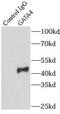 GATA Binding Protein 4 antibody, FNab03363, FineTest, Immunoprecipitation image 