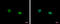 Family With Sequence Similarity 98 Member B antibody, GTX123191, GeneTex, Immunofluorescence image 