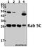 Ras-related protein Rab-5C antibody, A05148-1, Boster Biological Technology, Western Blot image 