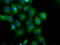 Phosphodiesterase 4A antibody, TA501152, Origene, Immunofluorescence image 