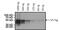 V5 epitope tag antibody, MA5-15253-HRP, Invitrogen Antibodies, Western Blot image 