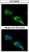 Myotubularin Related Protein 9 antibody, GTX108078, GeneTex, Immunofluorescence image 