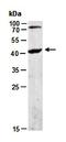 C-X-C Motif Chemokine Receptor 5 antibody, orb67206, Biorbyt, Western Blot image 