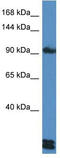 PVA antibody, TA343140, Origene, Western Blot image 