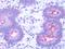 GPR50 antibody, TA340983, Origene, Immunohistochemistry frozen image 