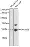 Gm13125 antibody, 14-554, ProSci, Western Blot image 