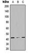 SH3 and cysteine-rich domain-containing protein 3 antibody, orb234965, Biorbyt, Western Blot image 