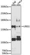 Leucine Rich Repeats And Immunoglobulin Like Domains 1 antibody, LS-C747240, Lifespan Biosciences, Western Blot image 