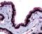 Melatonin Receptor 1B antibody, 48-381, ProSci, Immunohistochemistry frozen image 