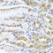 N(2),N(2)-dimethylguanosine tRNA methyltransferase antibody, A10628, Boster Biological Technology, Immunohistochemistry frozen image 