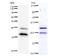 HMG box transcription factor BBX antibody, LS-C342385, Lifespan Biosciences, Western Blot image 