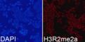 Histone H3R2 Asymmetric Dimethyl antibody, A-3714-100, Epigentek, Immunofluorescence image 