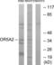 Olfactory Receptor Family 5 Subfamily A Member 2 antibody, LS-C120884, Lifespan Biosciences, Western Blot image 