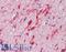 Hepatocyte Growth Factor antibody, LS-B3265, Lifespan Biosciences, Immunohistochemistry frozen image 