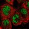 SNW Domain Containing 1 antibody, HPA017370, Atlas Antibodies, Immunofluorescence image 