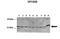 NFKB Inhibitor Beta antibody, TA335822, Origene, Western Blot image 