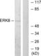 Mitogen-activated protein kinase 15 antibody, LS-C198930, Lifespan Biosciences, Western Blot image 