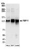 Formin-binding protein 11 antibody, A304-736A, Bethyl Labs, Western Blot image 