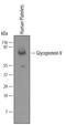 Platelet glycoprotein V antibody, MAB42491, R&D Systems, Western Blot image 