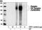 Fibroblast Growth Factor Receptor 3 antibody, MBS602032, MyBioSource, Western Blot image 