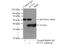 PCNA antibody, 24036-1-AP, Proteintech Group, Immunoprecipitation image 