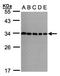 Charged multivesicular body protein 5 antibody, orb73461, Biorbyt, Western Blot image 