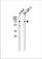 CD46 Molecule antibody, TA324791, Origene, Western Blot image 