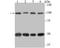 Chromosome Segregation 1 Like antibody, A04496-2, Boster Biological Technology, Western Blot image 